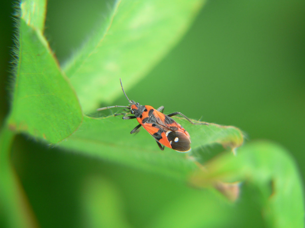 Lygaeus equestris ?