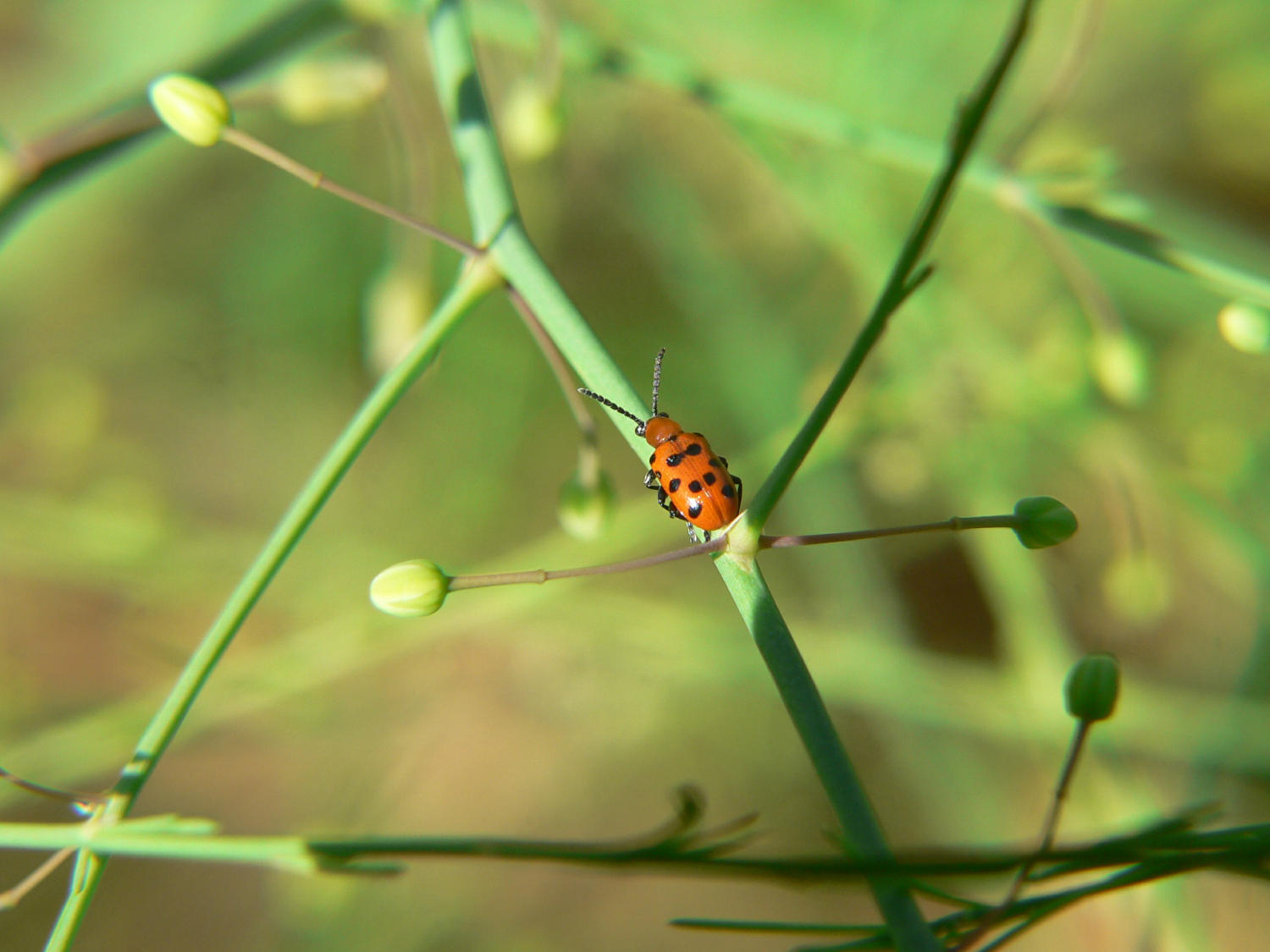 Crioceris duodecimpunctuata ?