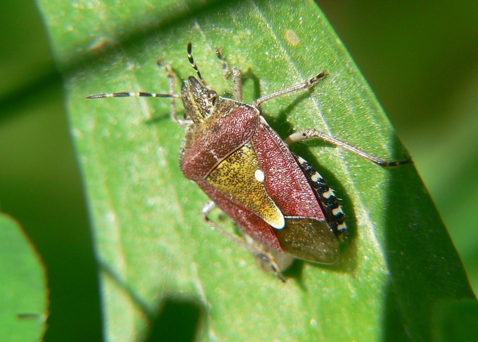 Dolycoris baccarum, parassitizzato, in Alto Lario