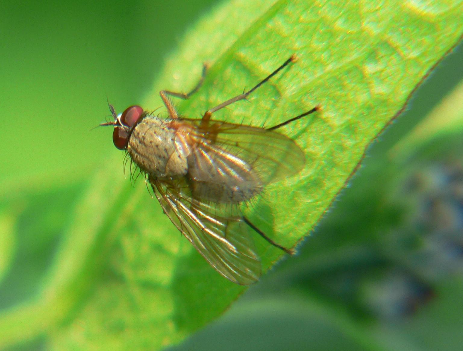 Helina sp. M. (Muscidae).