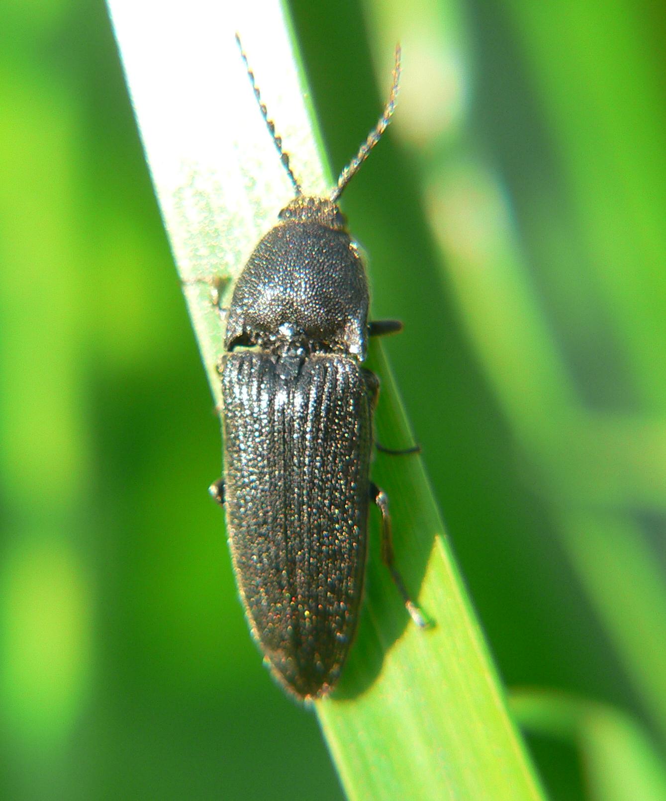 Elateridae: Melanotus tenebrosus