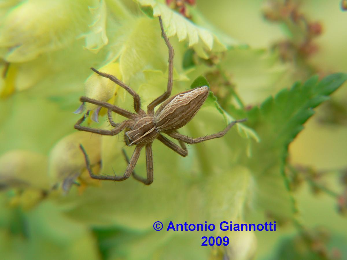Pisaura mirabilis