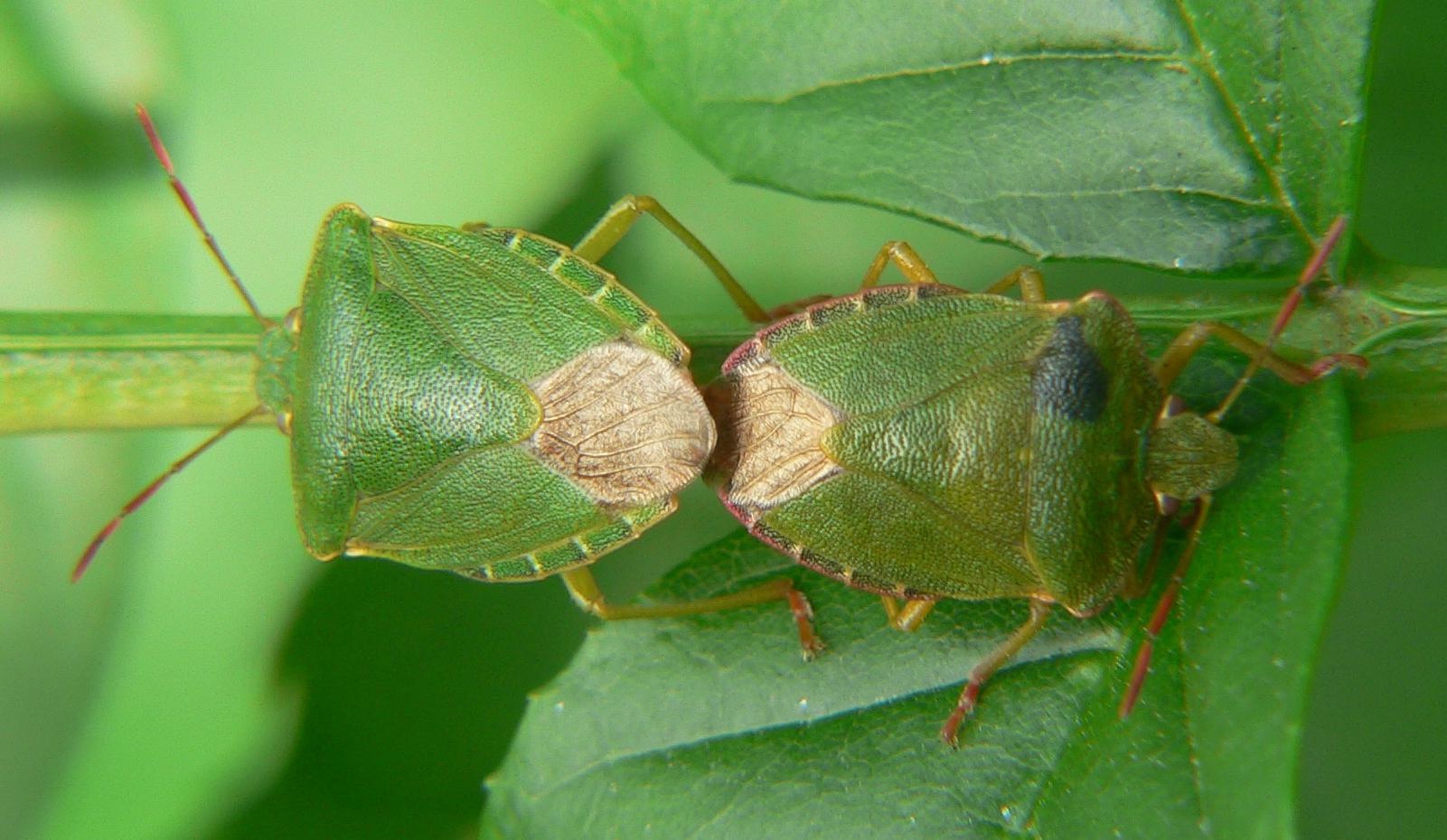 Pentatomidae: Palomena prasina dell''Alto Lario occidentale