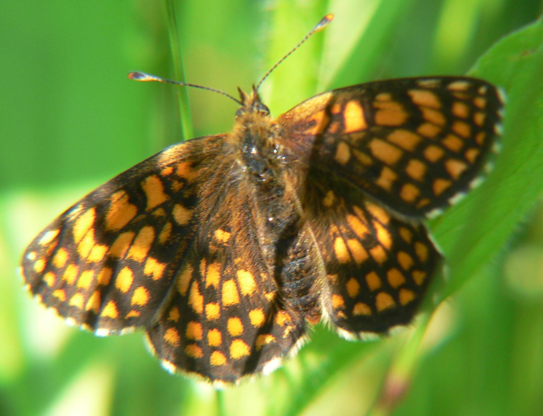 Melitaea athalia