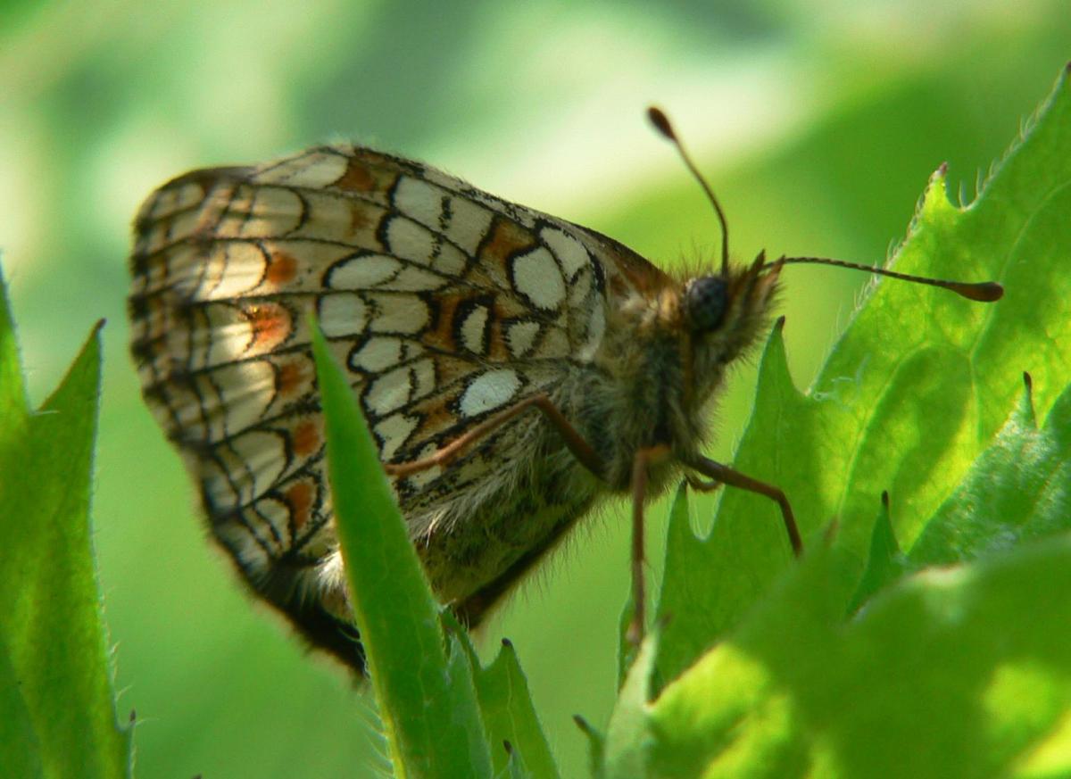 Melitaea athalia