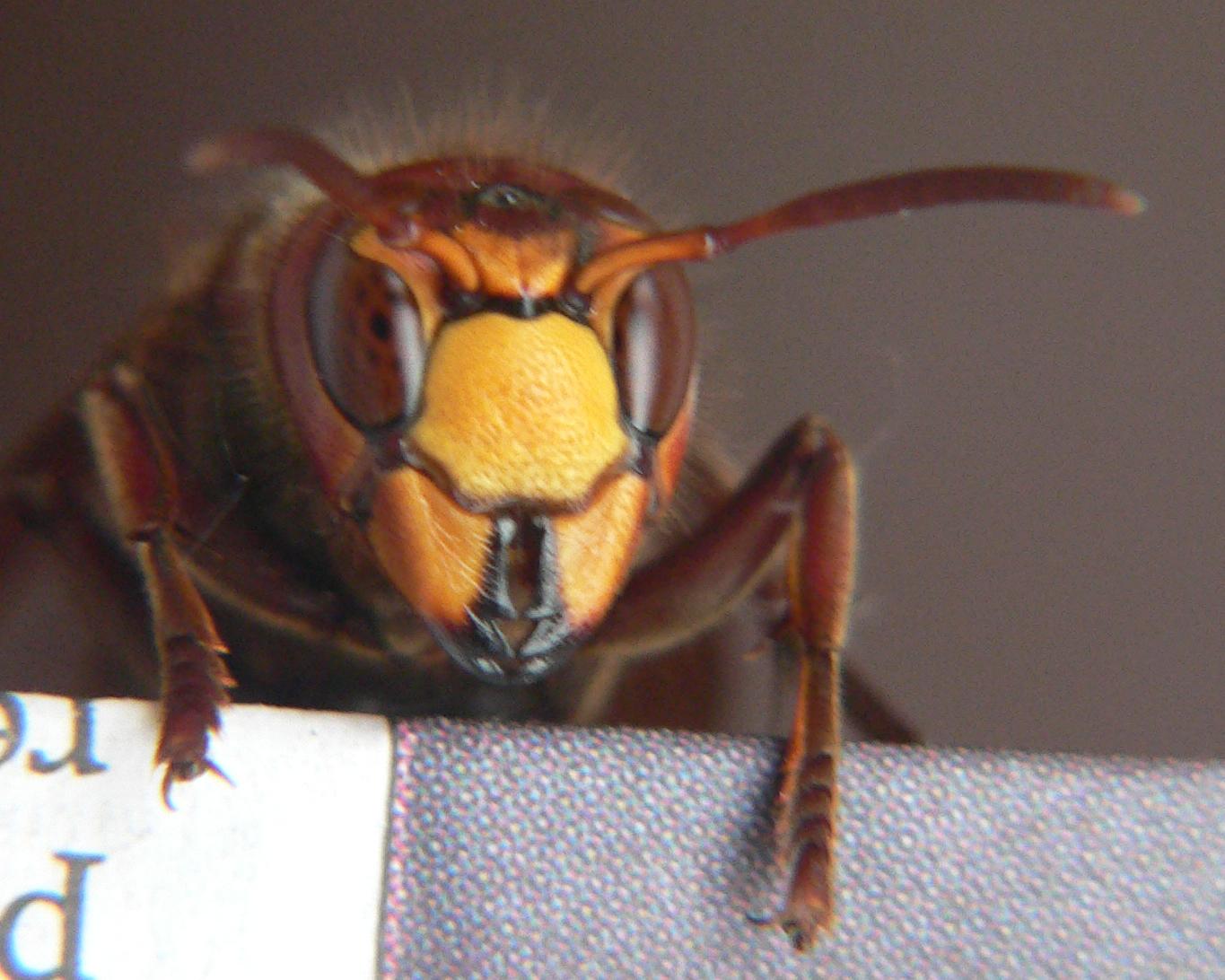 Vespa crabro (Vespidae)