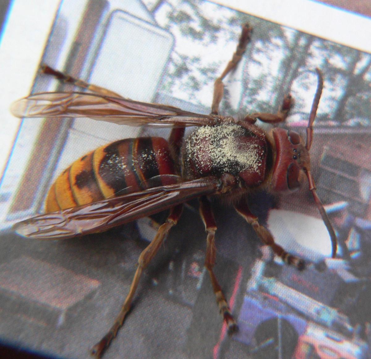 Vespa crabro (Vespidae)