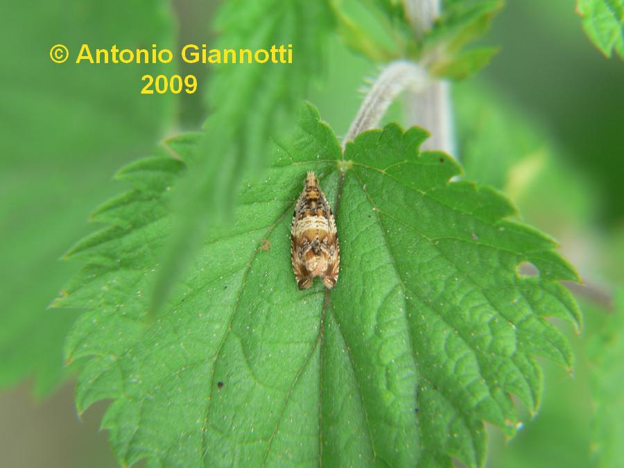 Lepidottero da identificare - Tortricidae