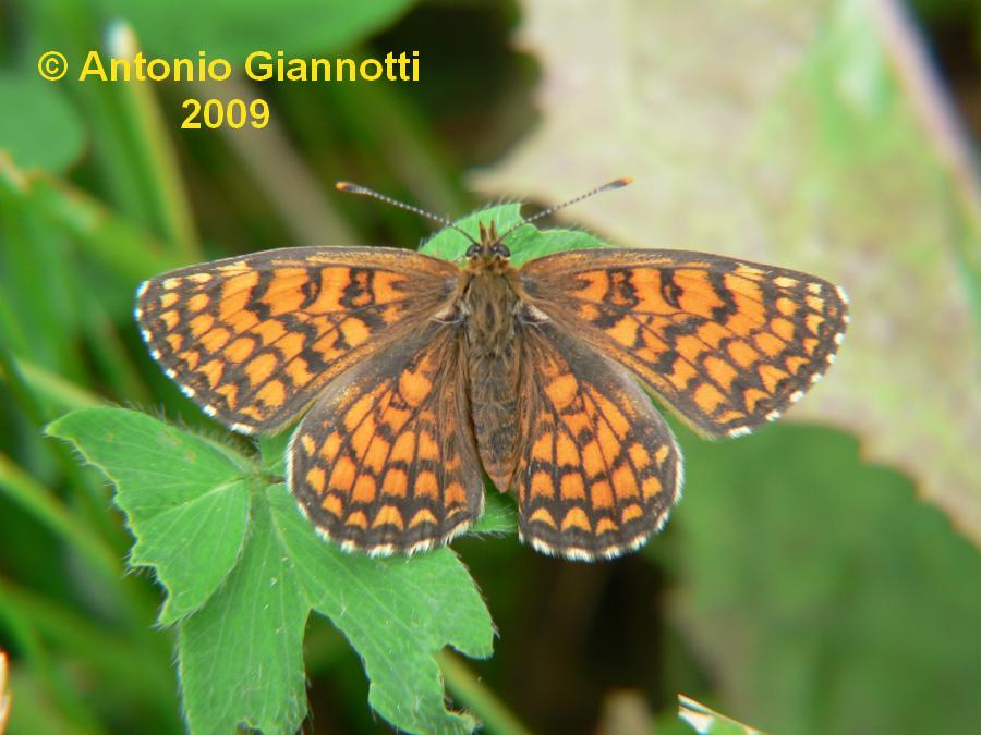 Melitaea didyma (femmina)