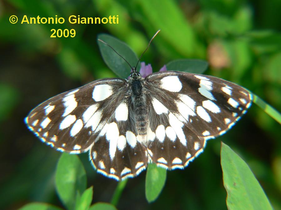 Melanargia galathea