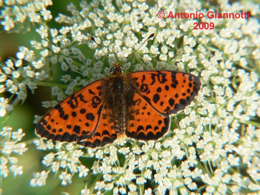Melitaea didyma (maschio)