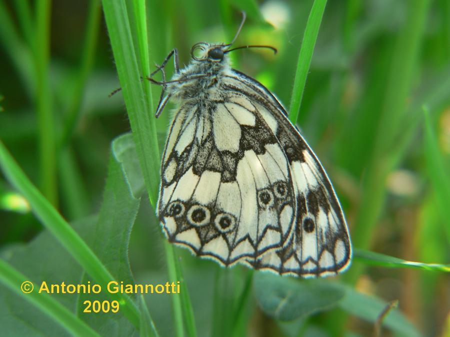 Melanargia galathea