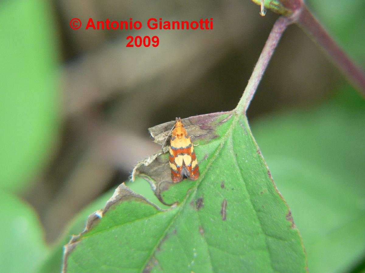 Lepidottero da identificare