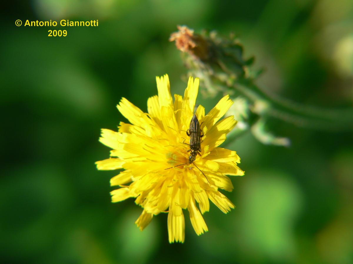 Oedemera flavipes