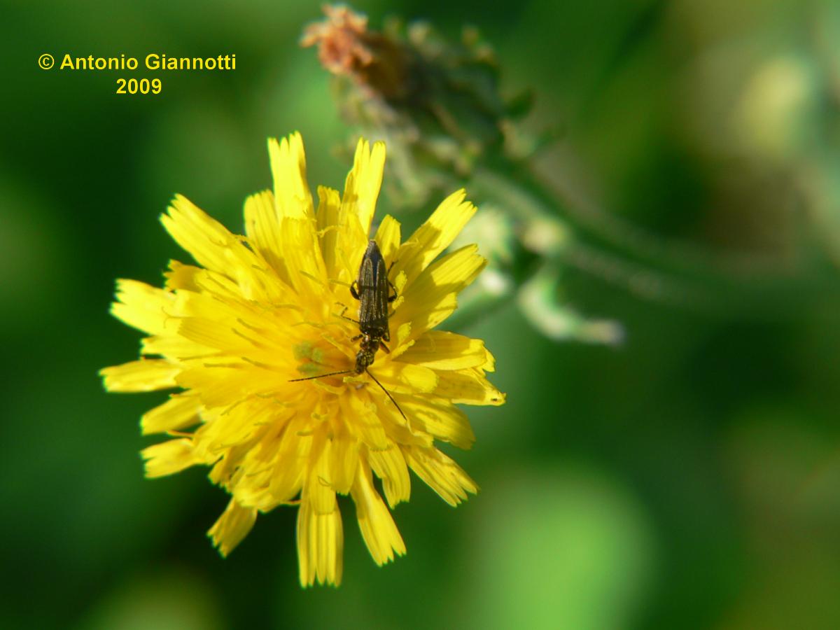 Oedemera flavipes