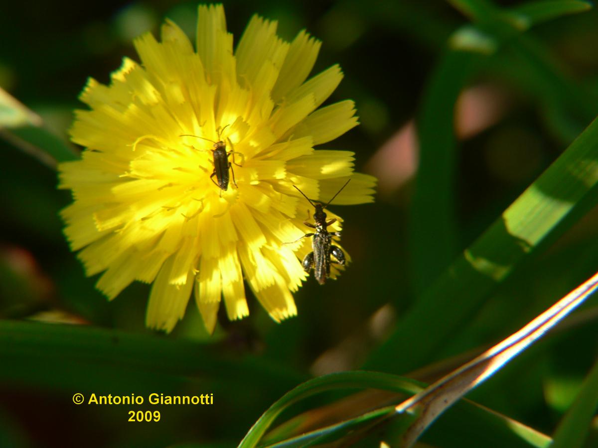 Oedemera flavipes