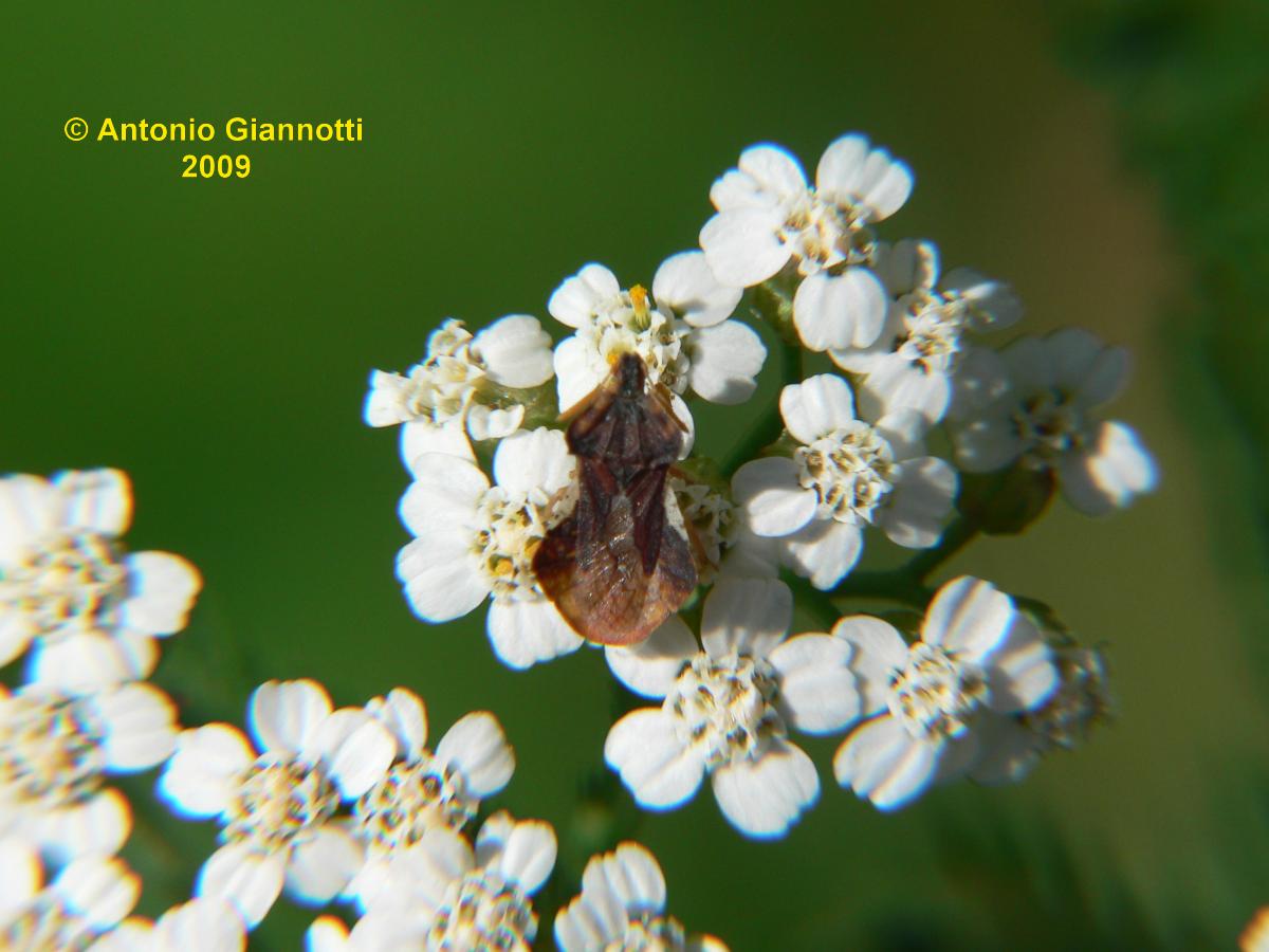 Reduviidae: Phymata crassipes dell''Alto Lario
