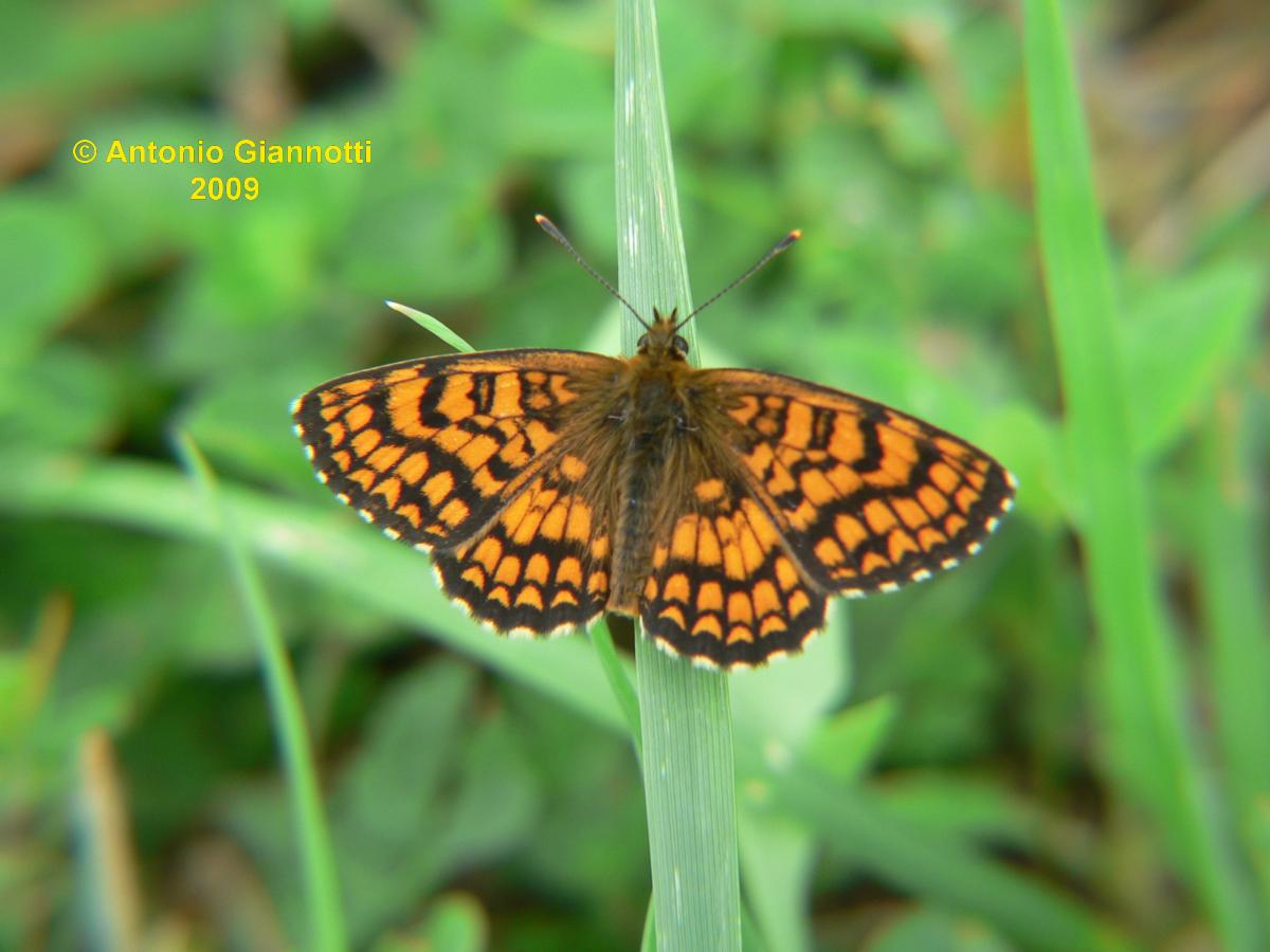 Melithaea phoebe (2) - No, Melitaea athalia