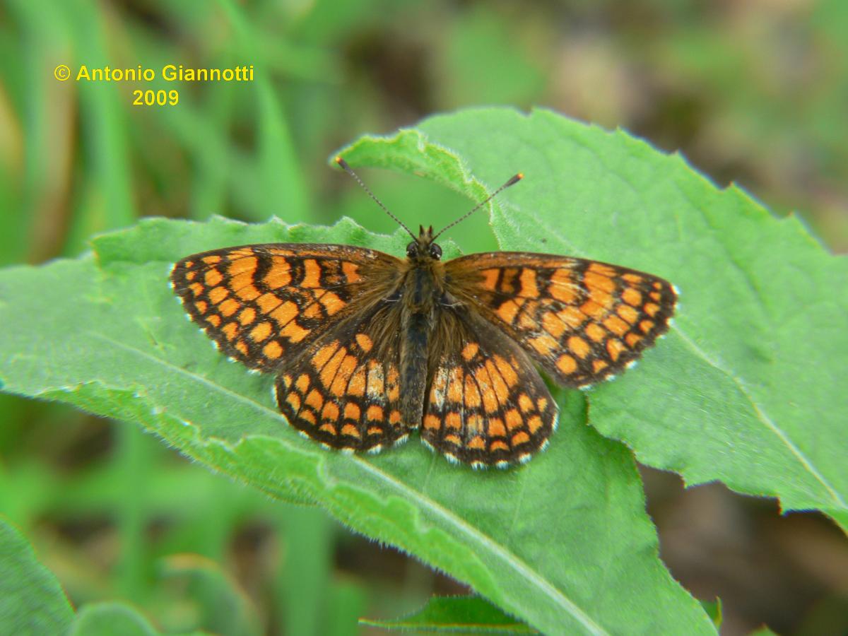 Melithaea phoebe (2) - No, Melitaea athalia