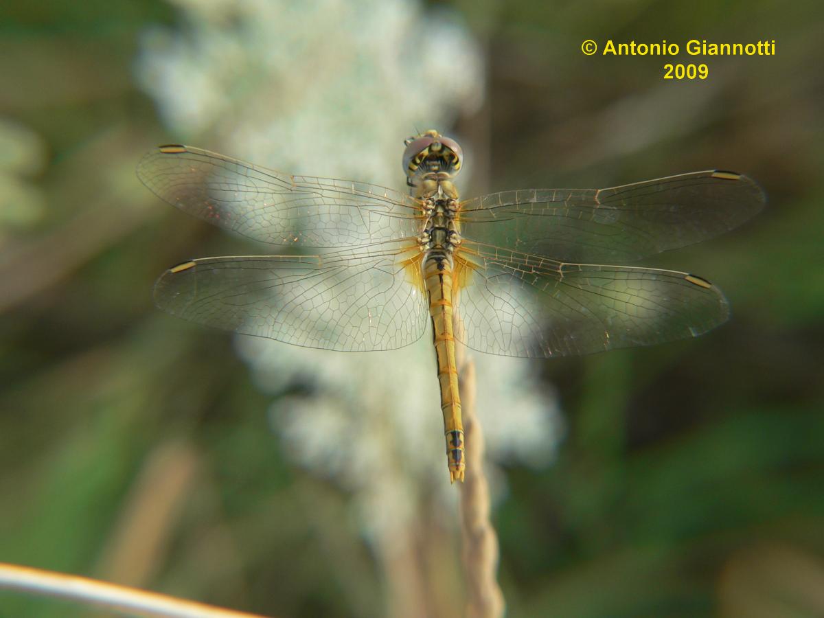 Sympetrum fonscolombei