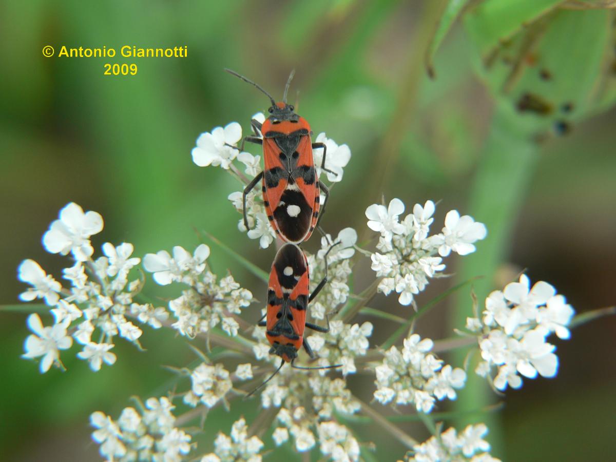 Lygaeus equestris