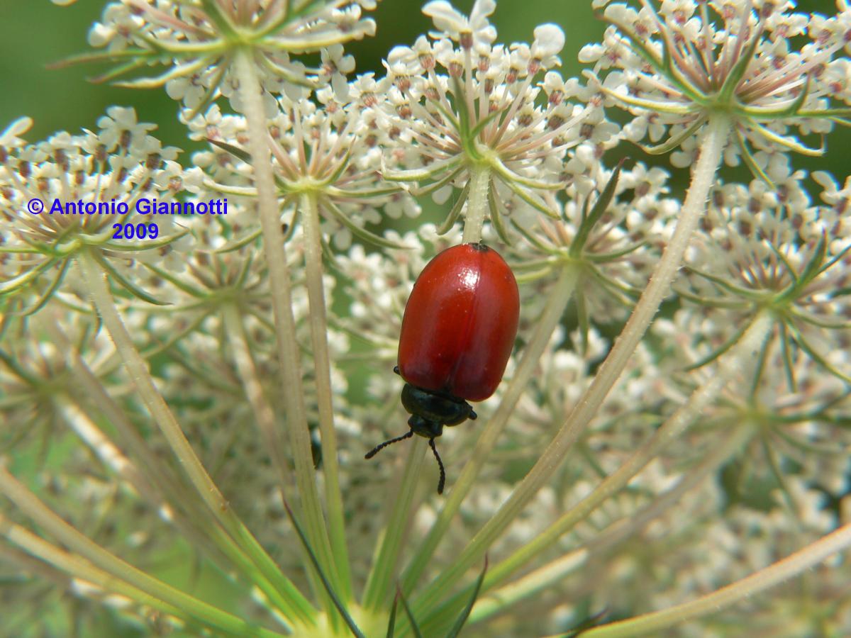 Chrysomela populi