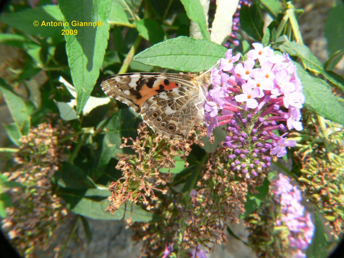 Vanessa cardui