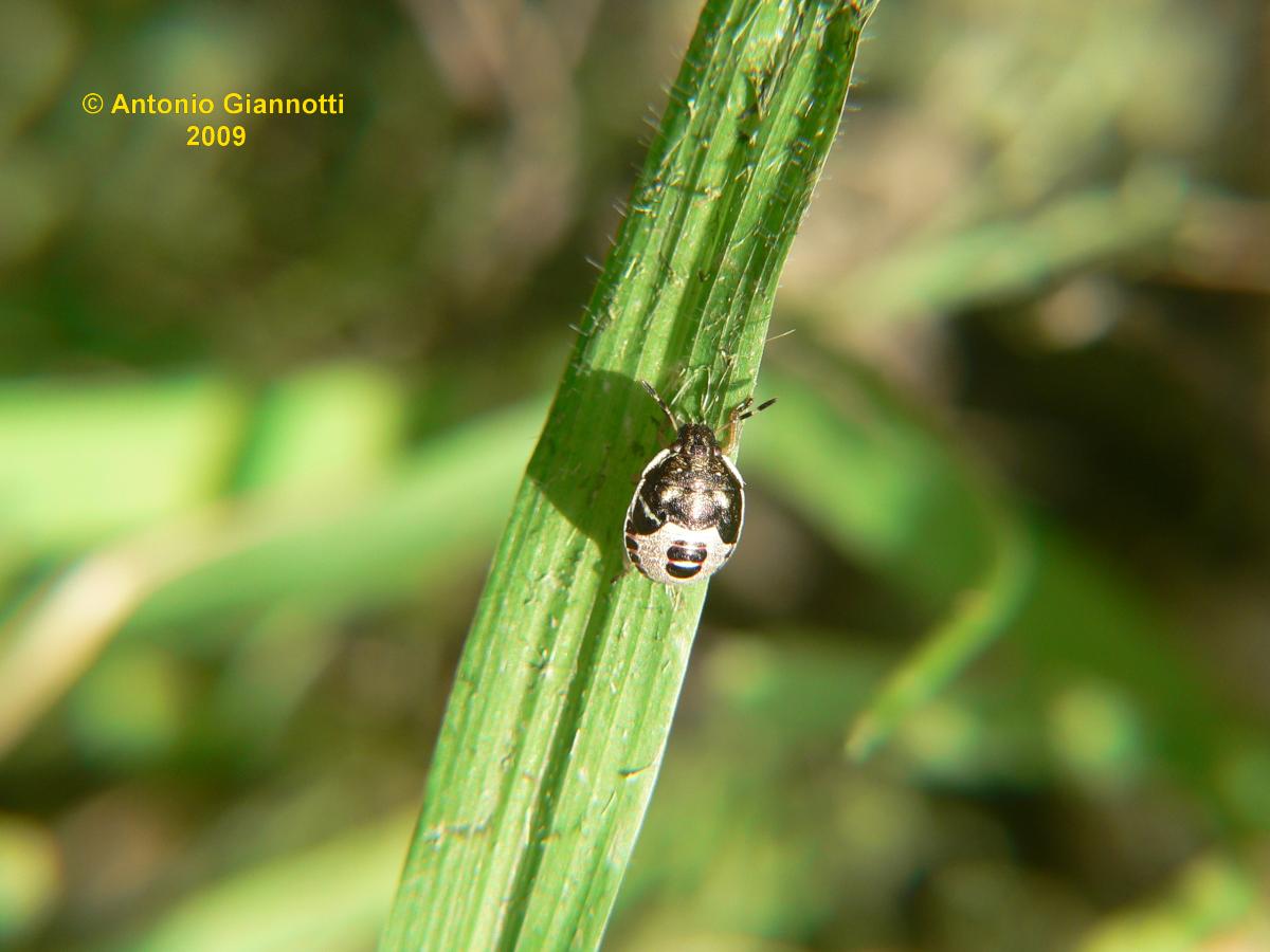 ninfa di Dolycorys baccarum ?