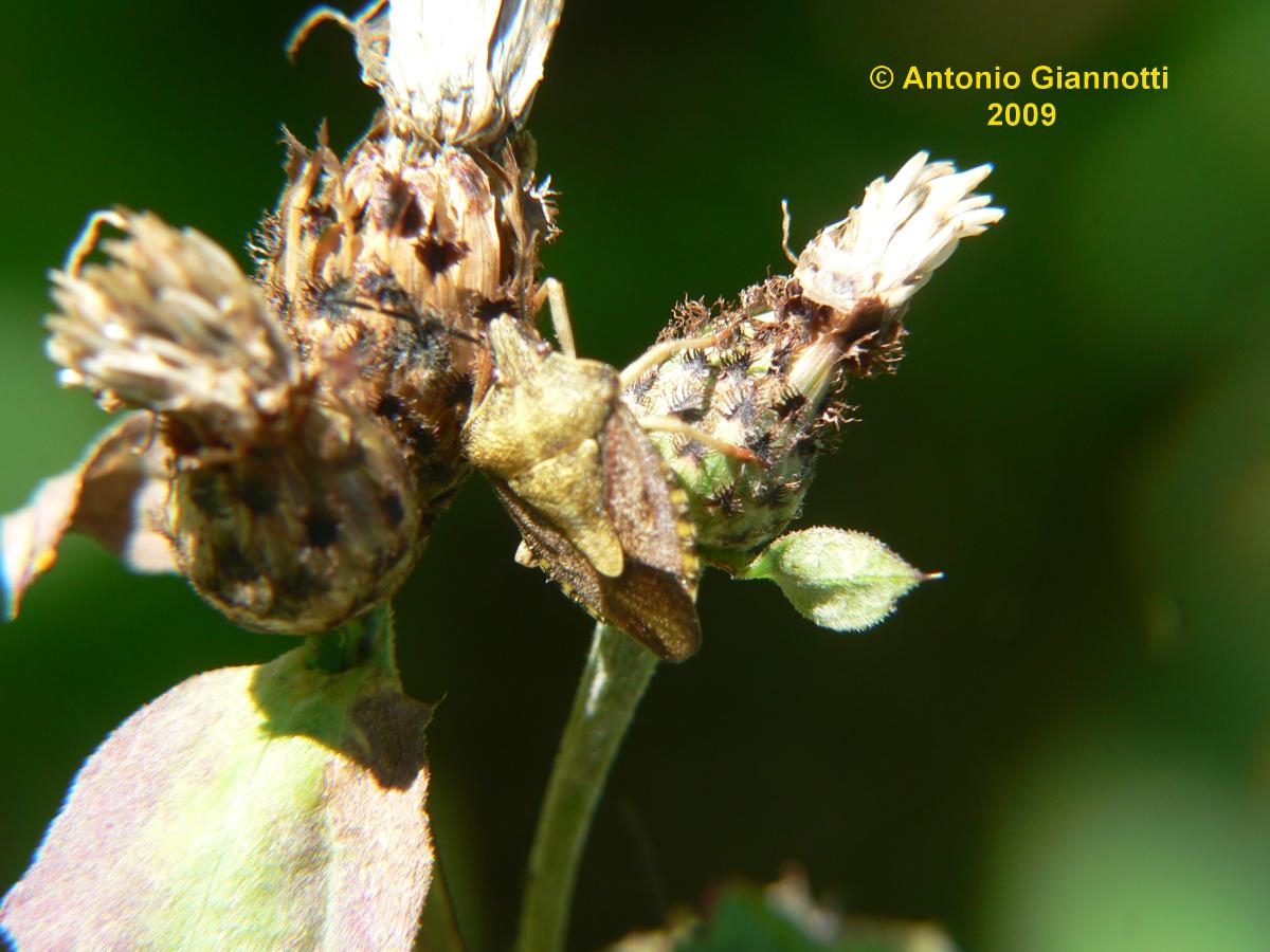 Pentatomidae: Carpocoris purpureipennis dell''Alto Lario