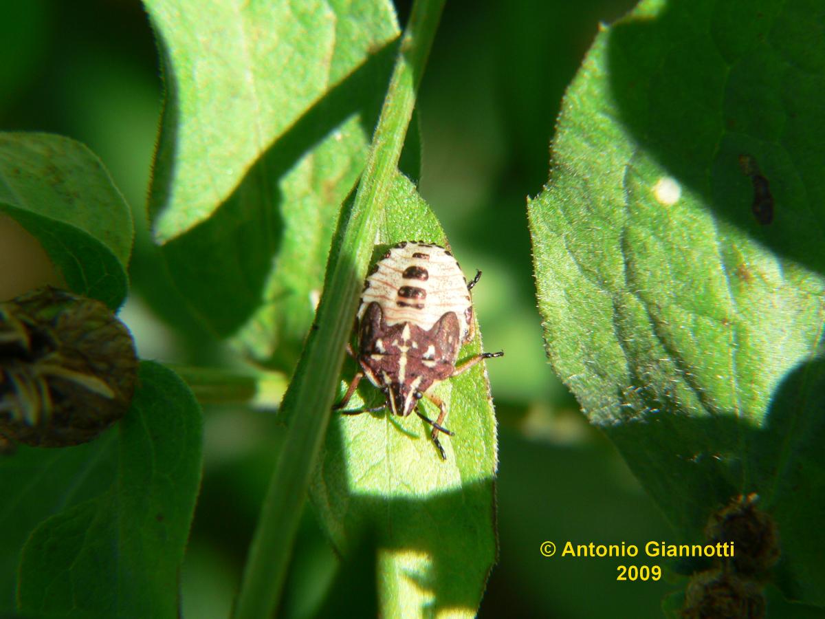 neanide di Carpocoris