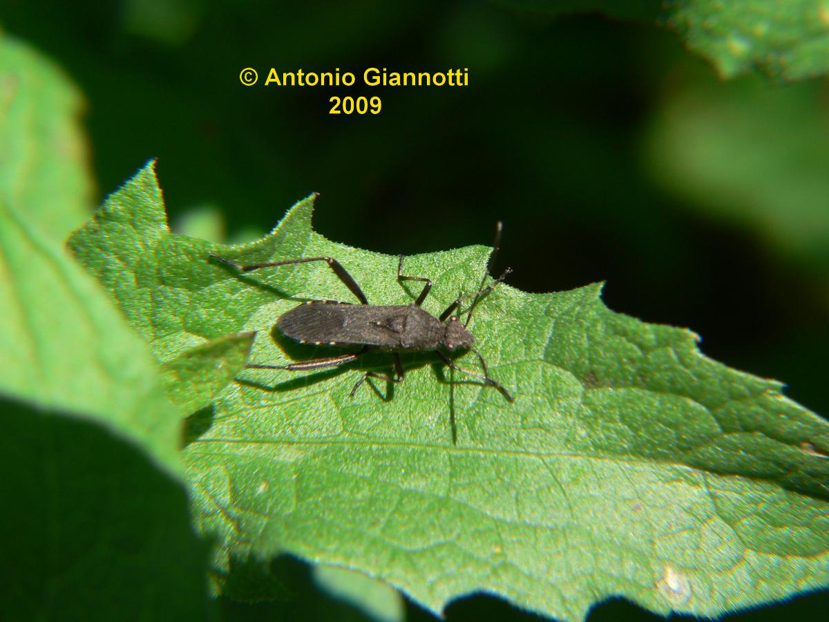 Alydidae: Alydus calcaratus di Gravedona, Alto Lario (CO)