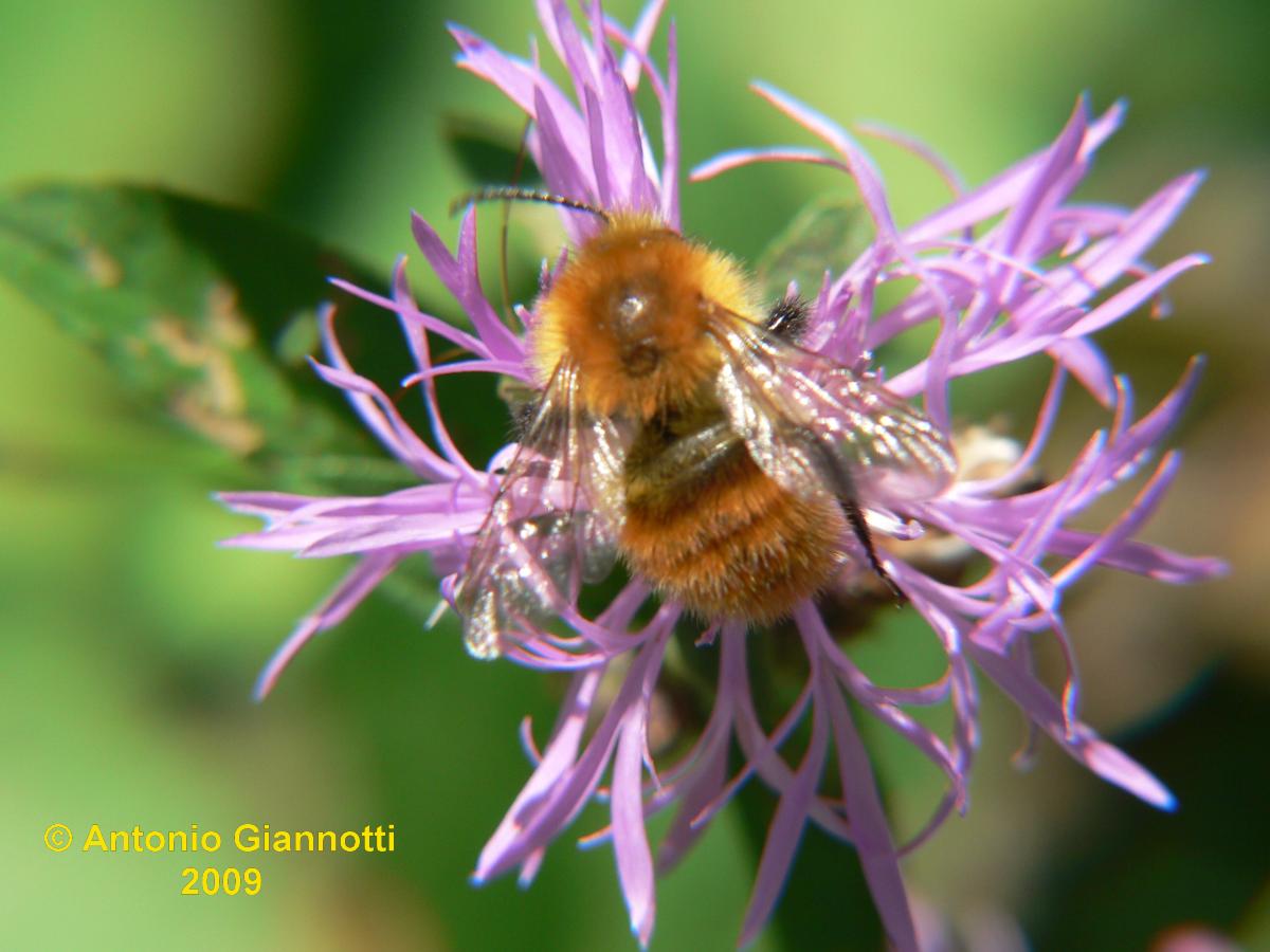 Bombus cfr pascuorum