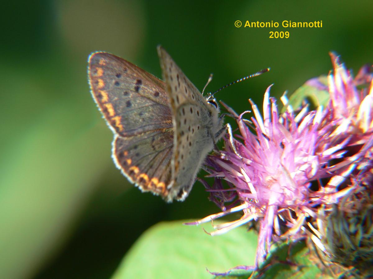 Lycaena tityrus - maschio