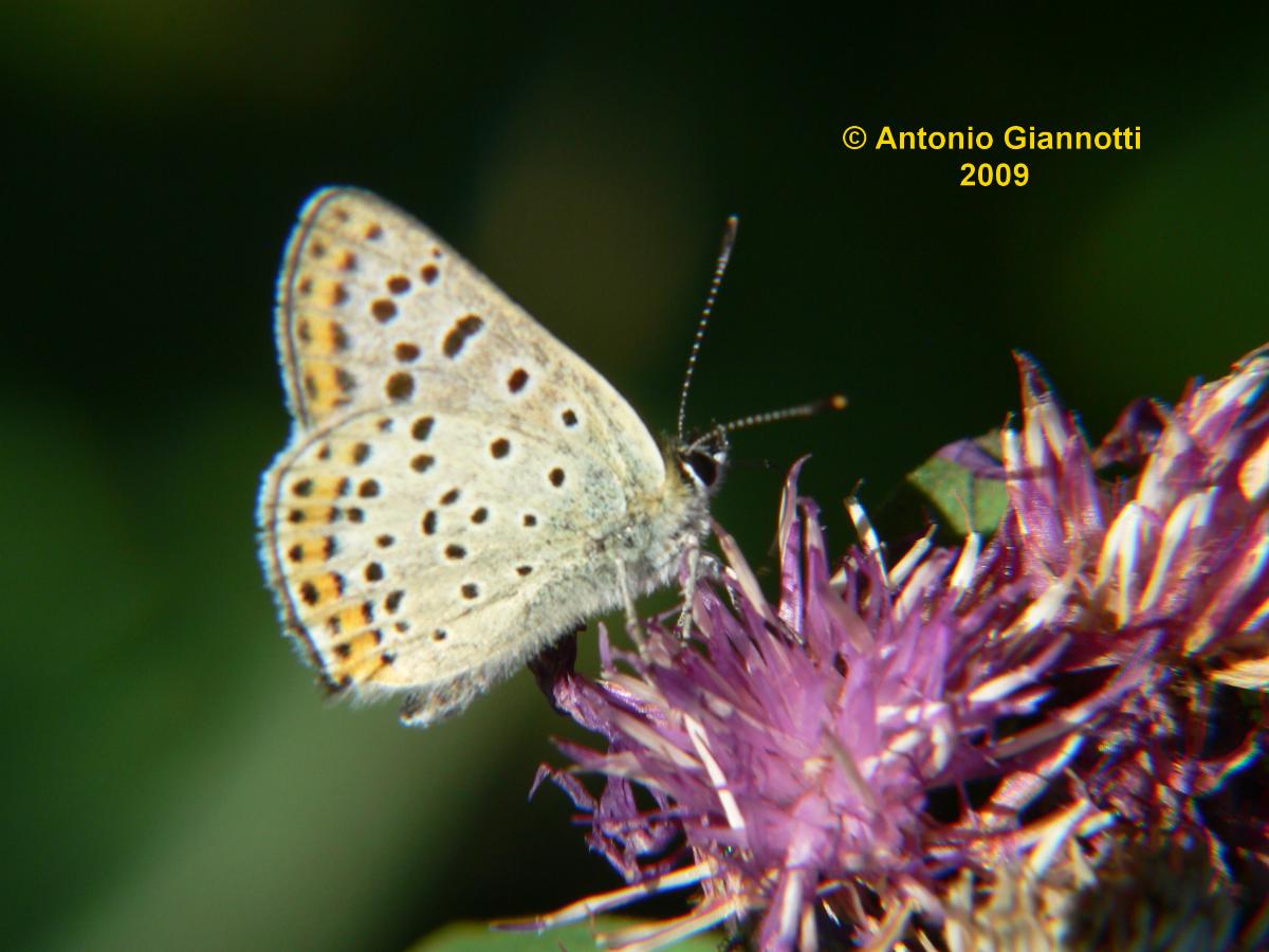 Lycaena tityrus - maschio