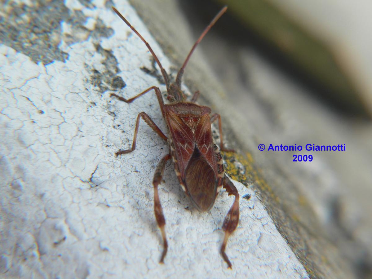 Leptoglossus occidentalis
