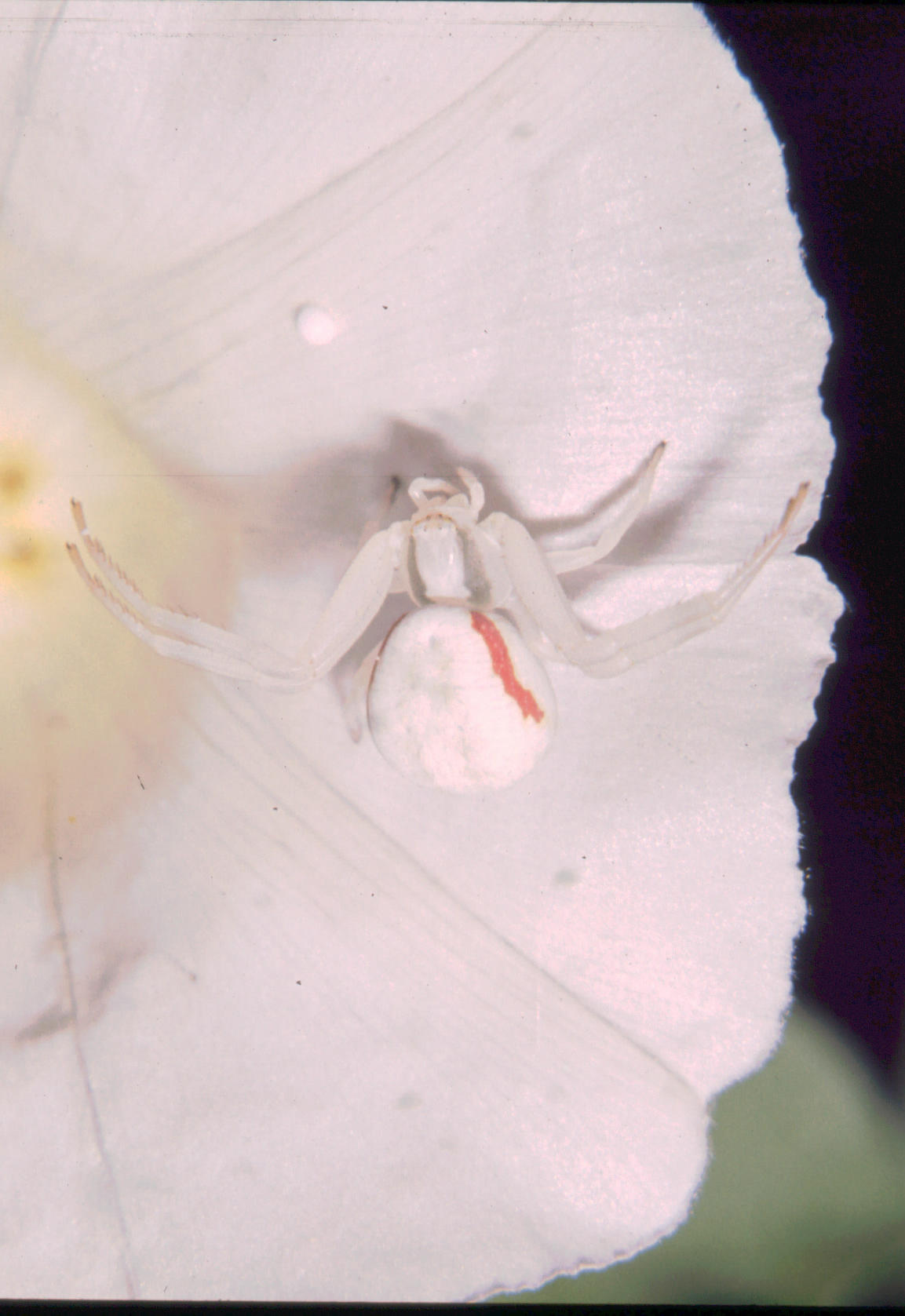 Misumena vatia