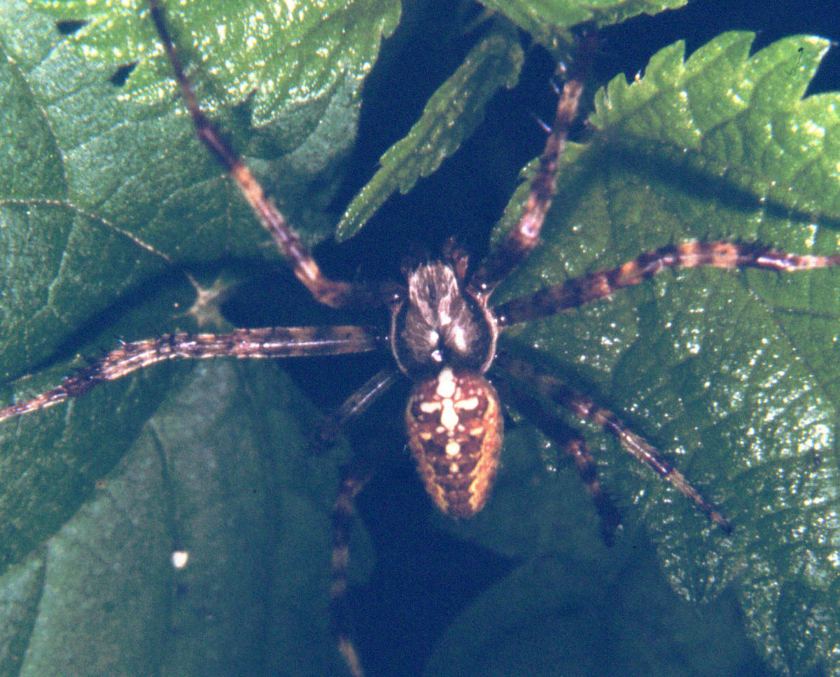 Maschio di Araneus diadematus?
