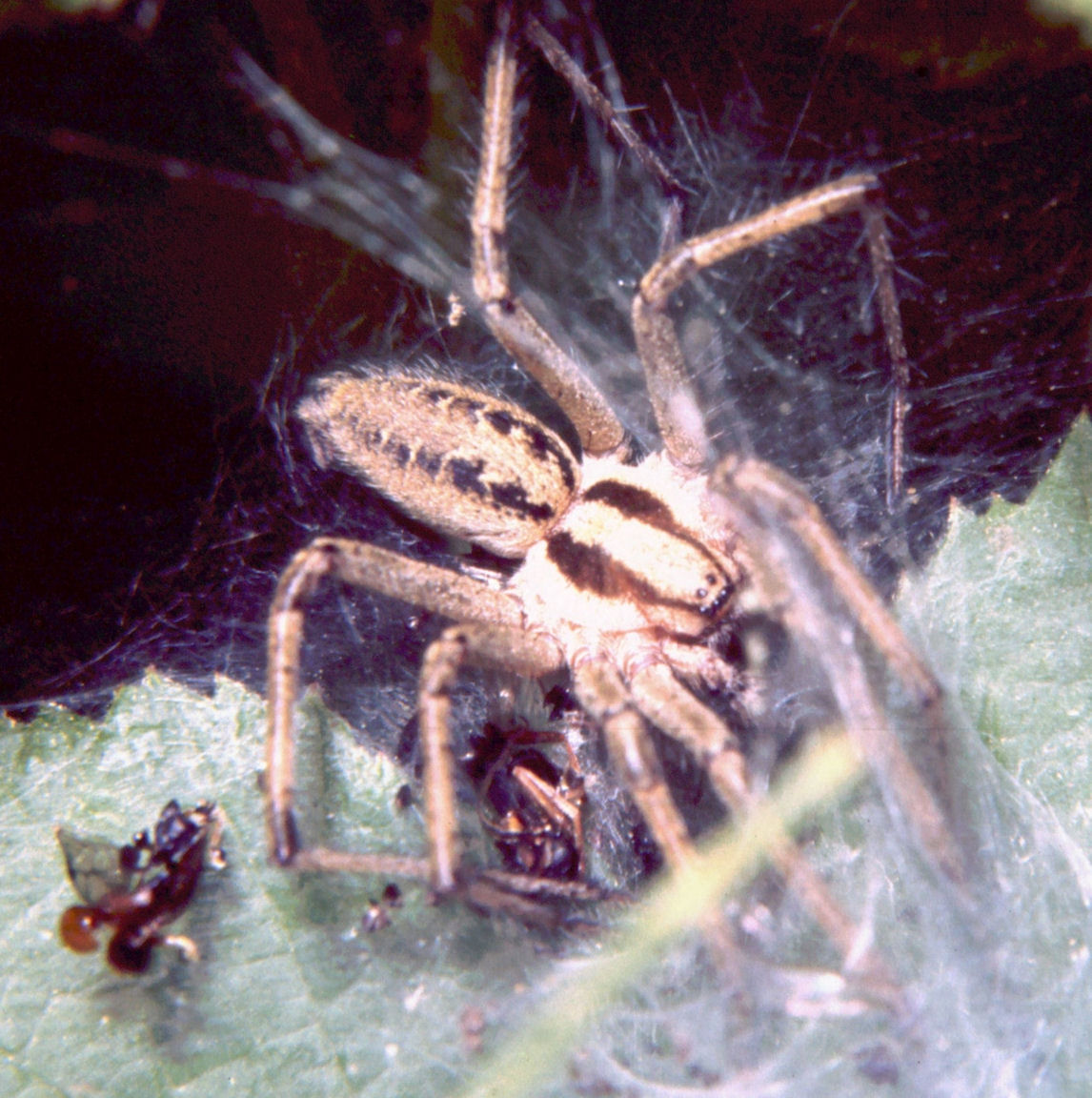 Agelena sp.