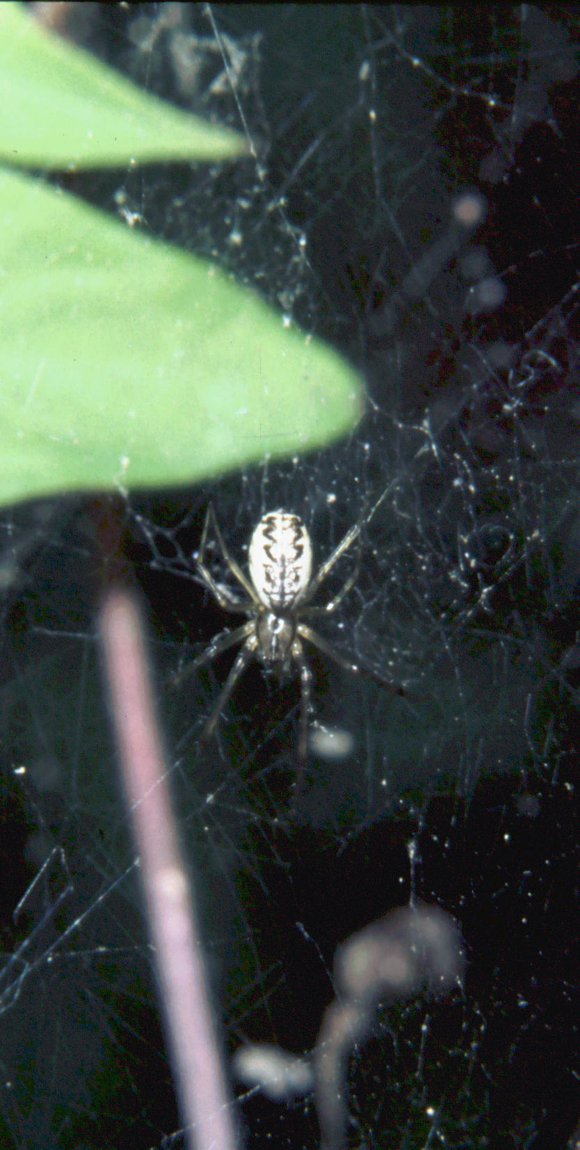 Linyphiidae