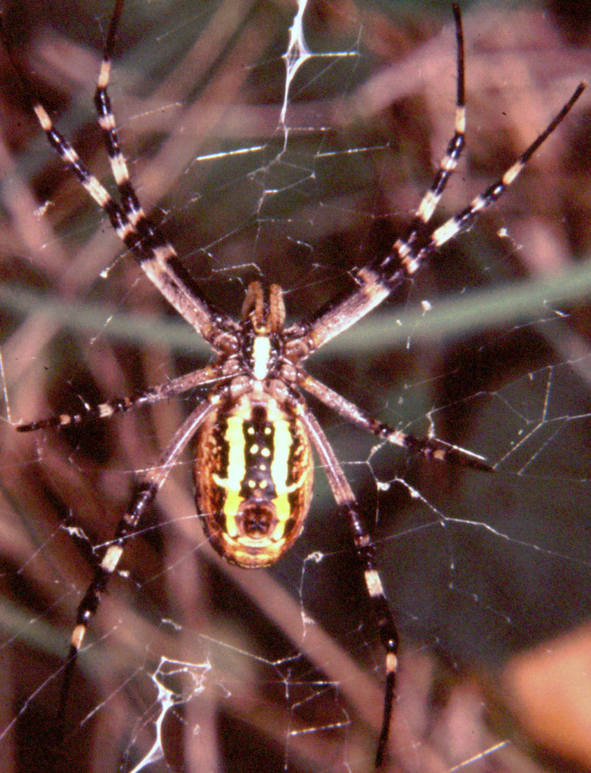 Argiope bruennichi