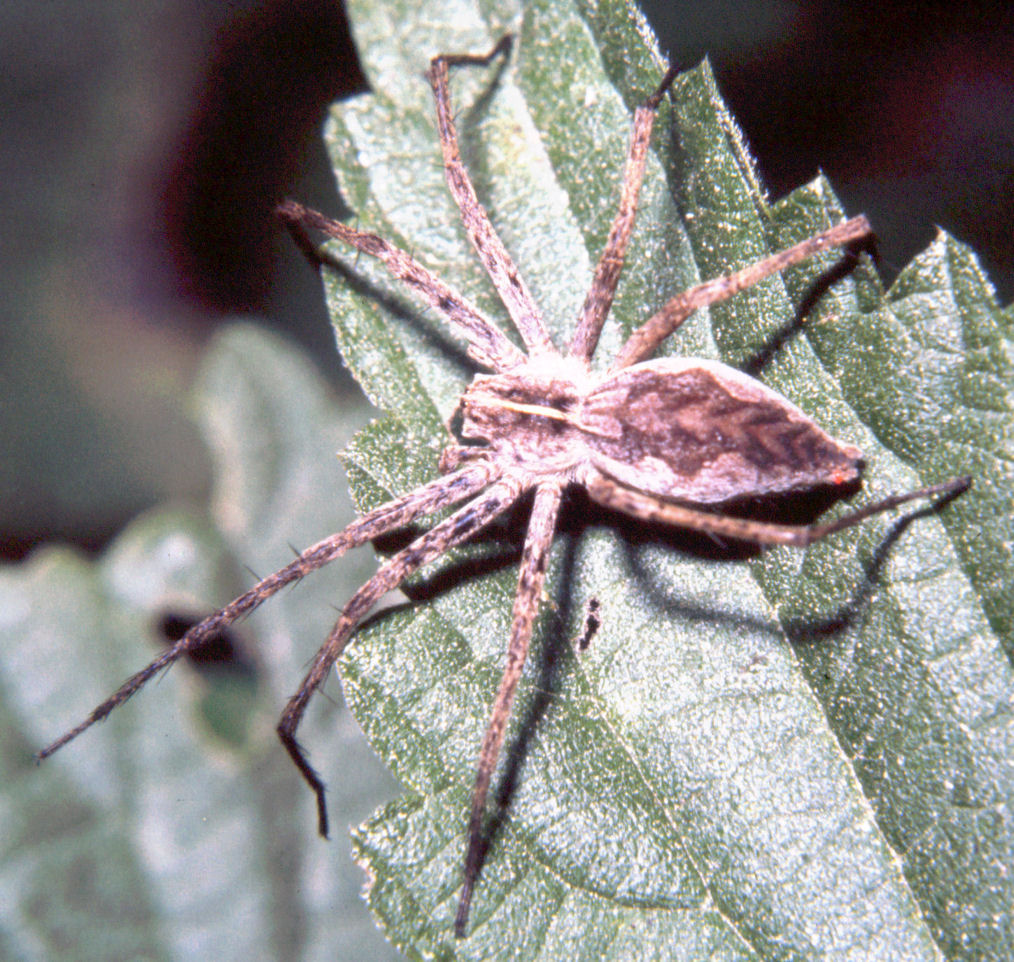 Pisaura mirabilis ?