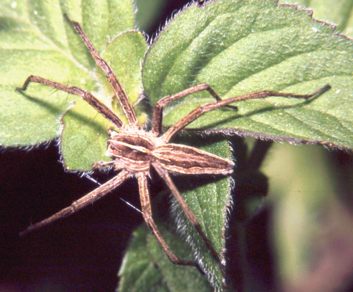 Pisaura mirabilis ?