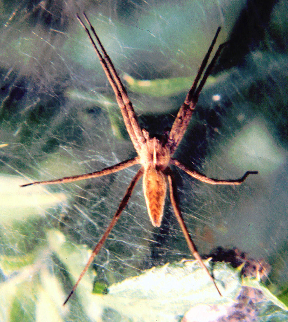 Pisaura mirabilis ?