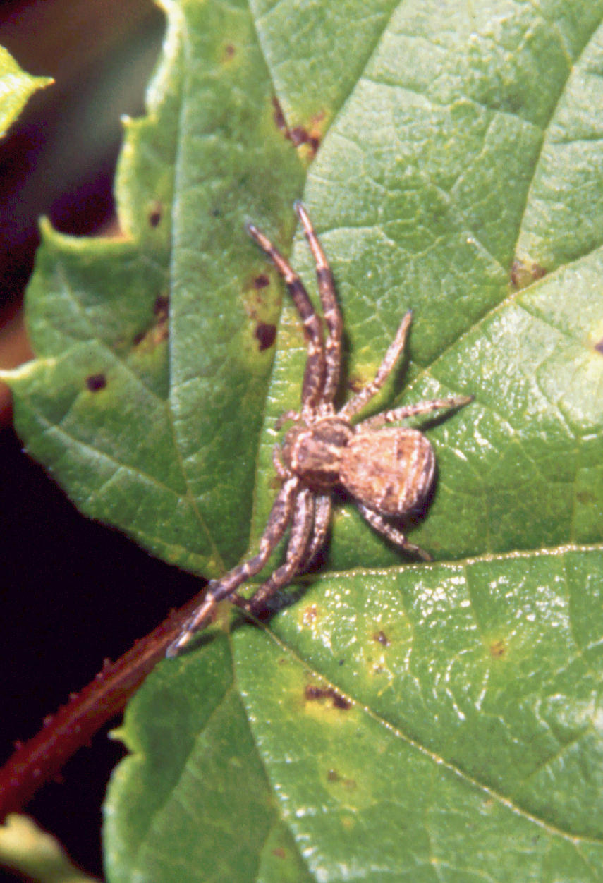 Xysticus sp.