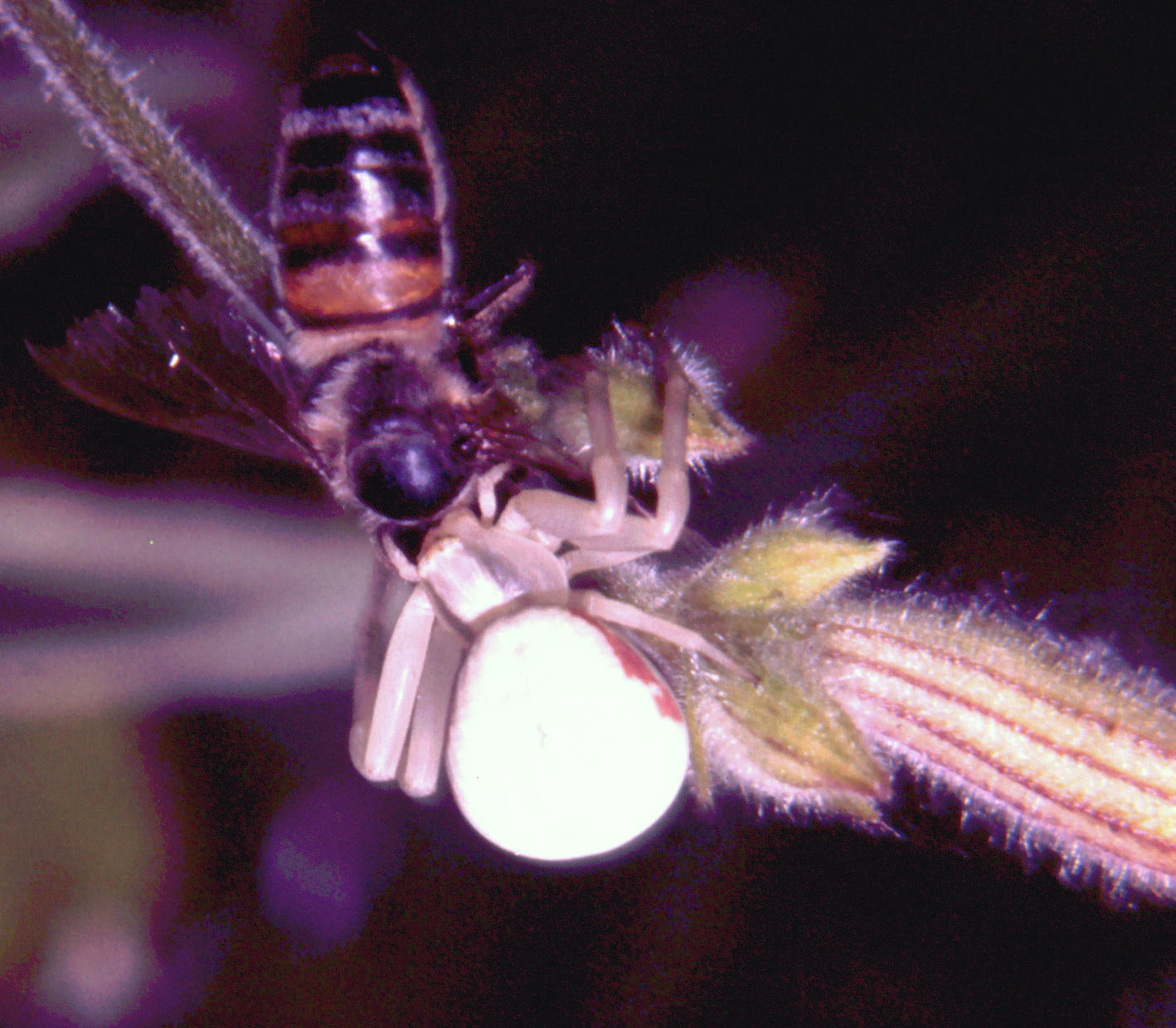 Misumena vatia
