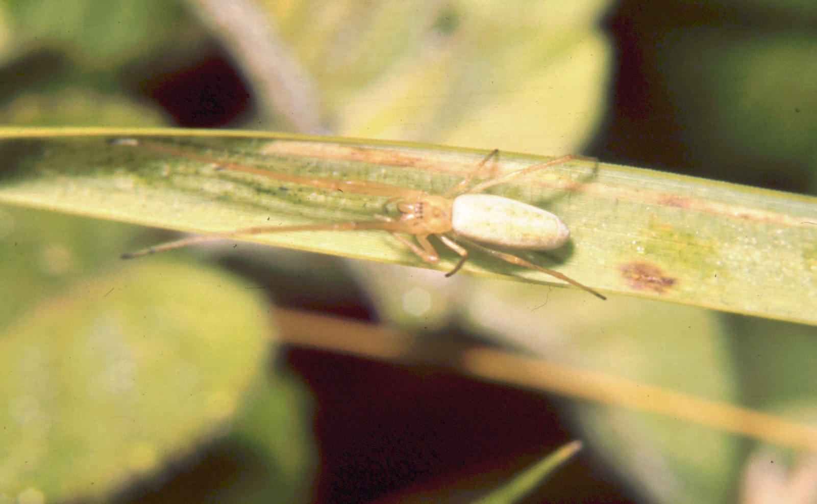 Tetragnatha sp.
