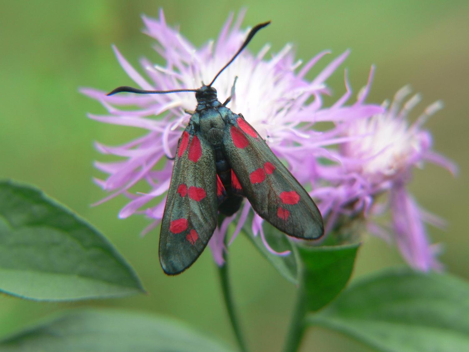 Zygaena filipendulae