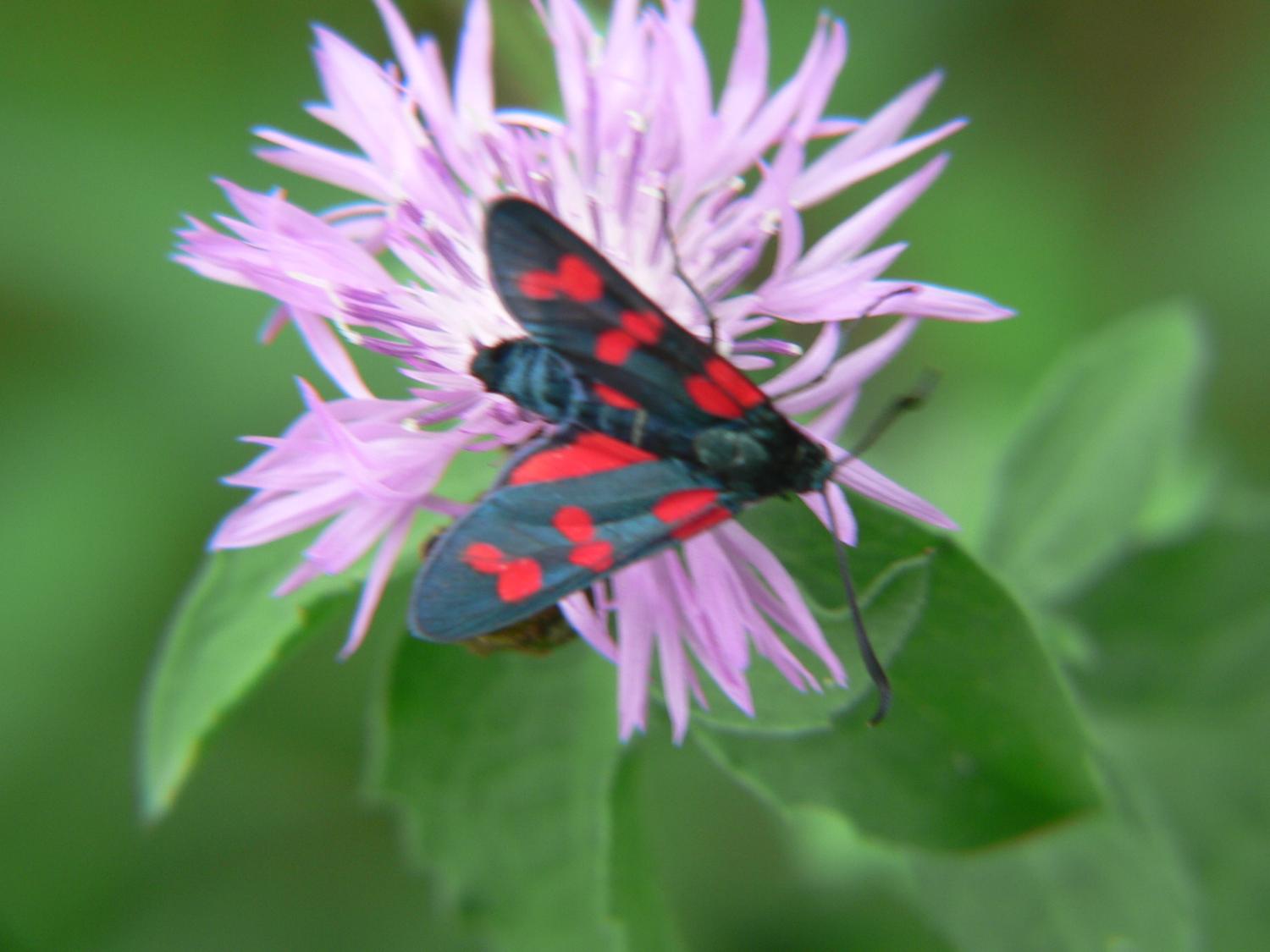 Zygaena filipendulae
