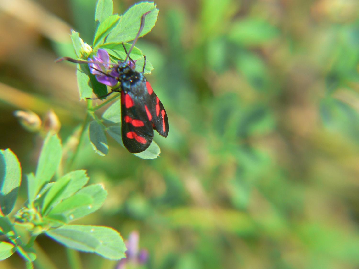 Zygaena filipendulae