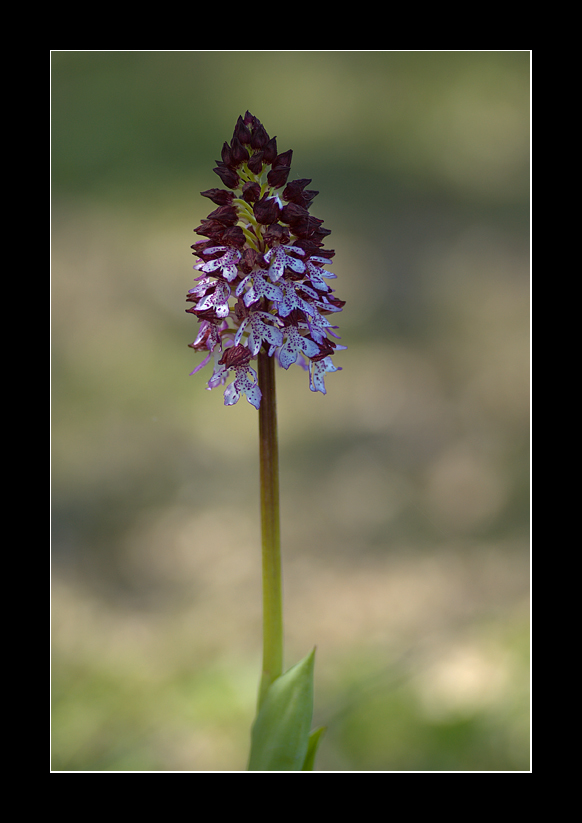 Orchis purpurea
